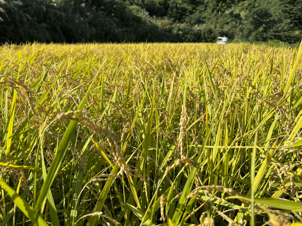 2025年10月のまつだい便り📨
