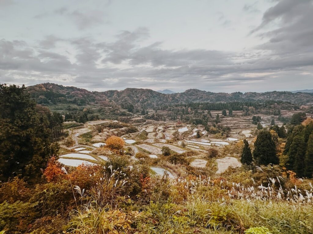 2025年11月のまつだい便り📨