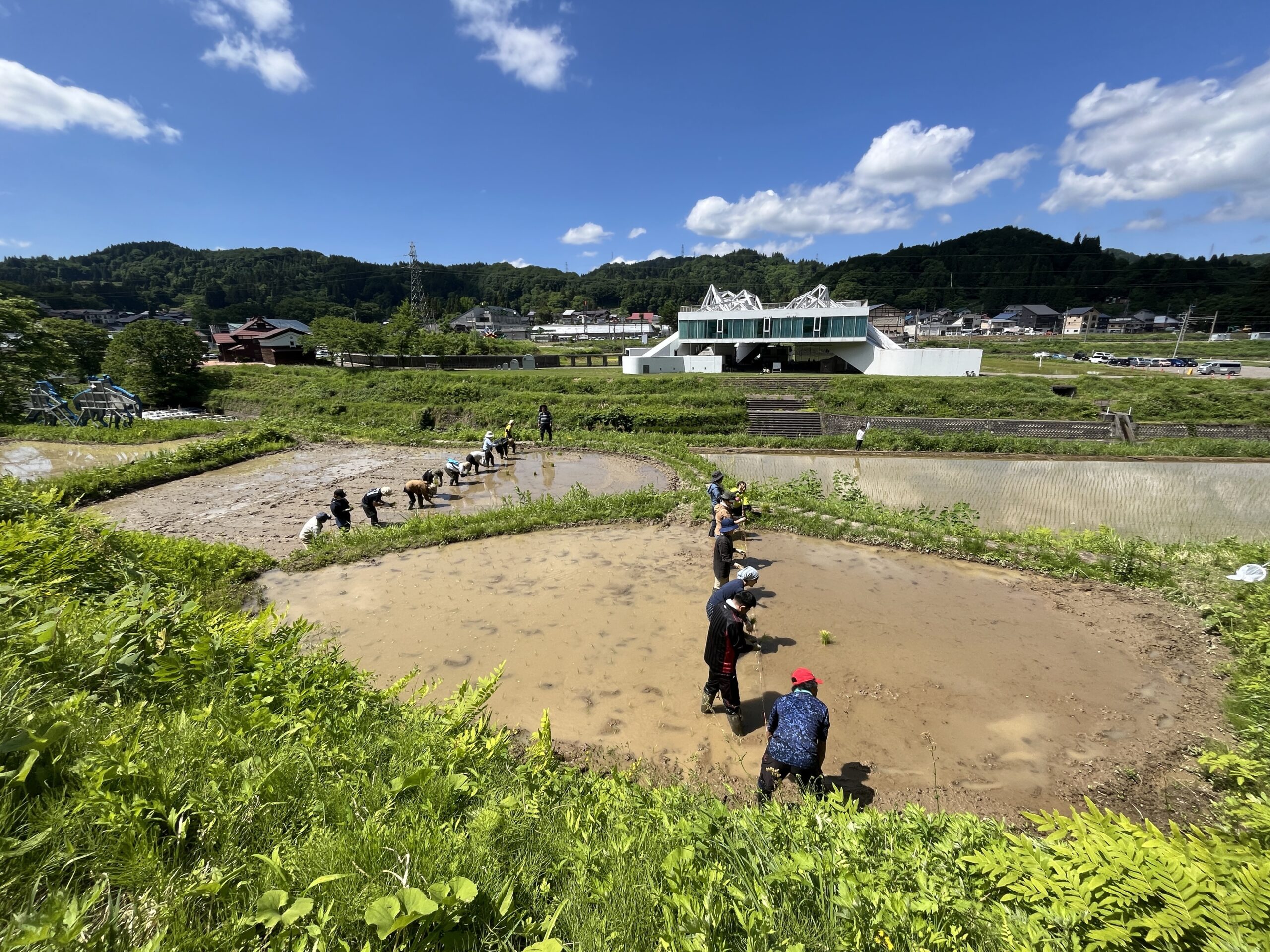 【まつだい棚田バンク2026】6/6(土)・7(日) 田植えイベント